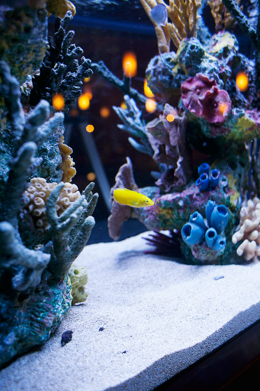 Yellow Coris Wrasse